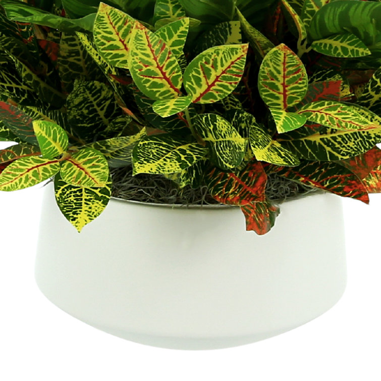 Primrue 20'' Faux Croton, Maranta Plant in Fiberstone Pot Wayfair Canada